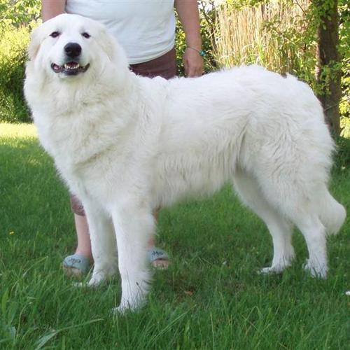 hunde-fodder-kvardrat